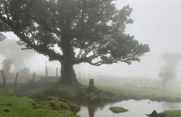 Madeira the untravelled west 4x4 guided tour