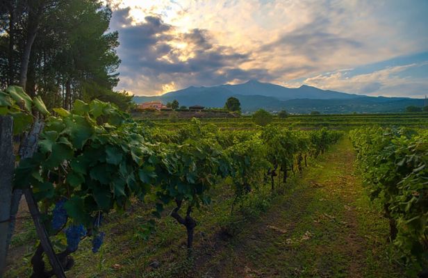 Etna Wine Tour and Tasting