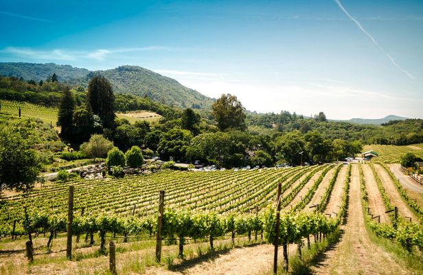 Sonoma and Napa Valley wine tour from San Francisco