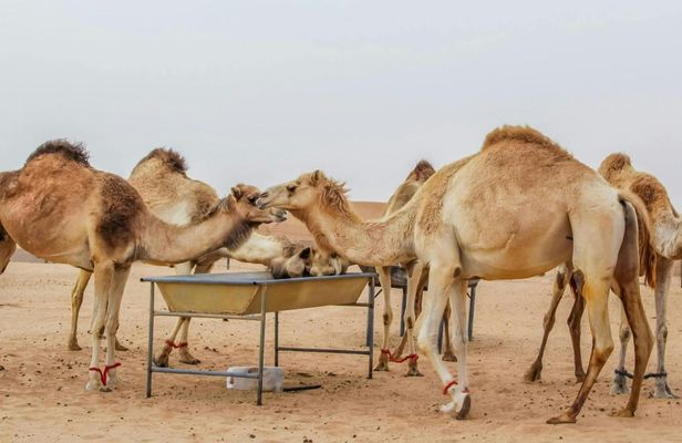 Classic Desert Safari with Camp Activities and BBQ Dinner