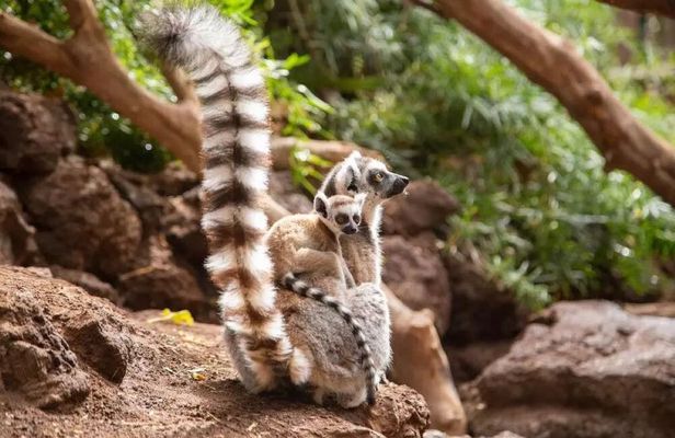 Oasis Park Fuerteventura entrance with lemur experience