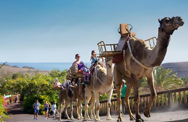 Oasis Park Fuerteventura entrance with camel experience