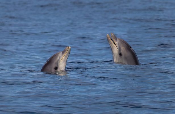 Cabo de Formentor boat trip with dolphin watching