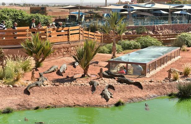 Goat Tree and Crocodile Park adventure, unique experience in Agadir
