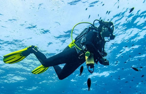 Scuba tour with one dive from Bonaire Harbour for certified divers