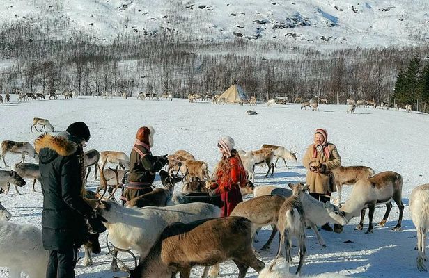 Exclusive reindeer and Sami experience