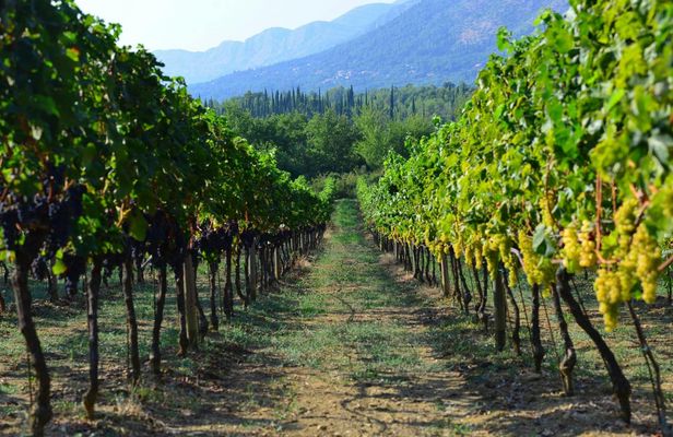 Pelješac private winery tour from Dubrovnik
