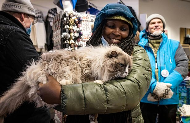 Reykjavik private walking tour for cat lovers