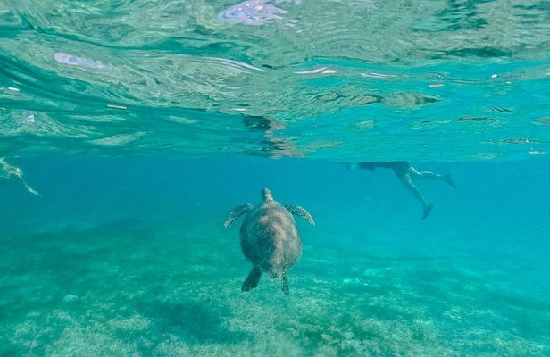 Akumal turtles adventure and Cenote Nohoch