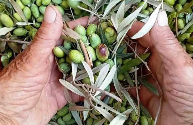 Olive Oil Experience in Lefkada