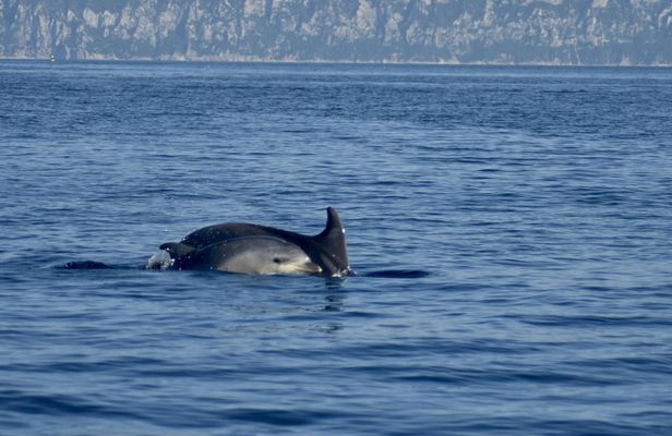 Bados to Figarolo dolphin-watching experience with a marine biologist