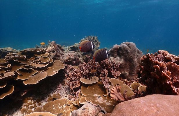 Speedboat Tour from Phuket to Racha Islands with Snorkeling