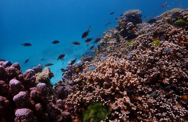 Speedboat Tour to Racha Islands with Snorkel From Khao Lak