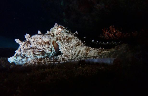 Night snorkelling tour