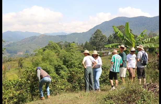 Traditional Colombian Coffee tour from Salento