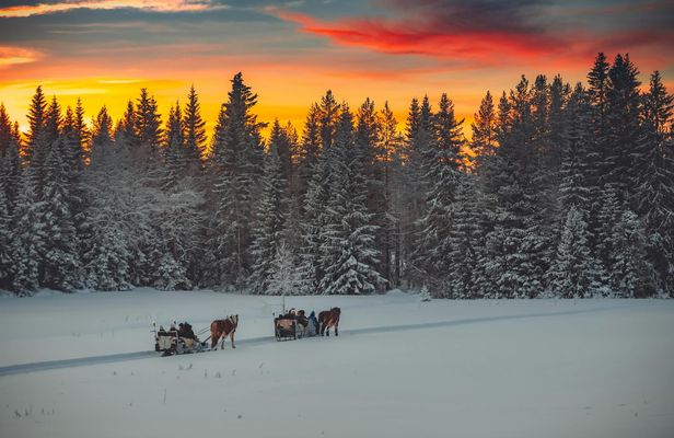 Evening horse-drawn sleigh ride with dinner in Trysil