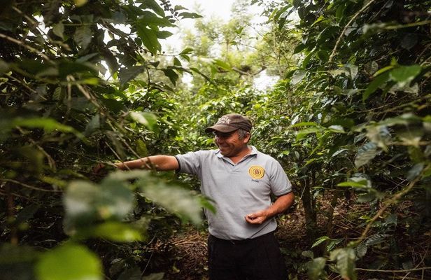 Coffee farm guided tour
