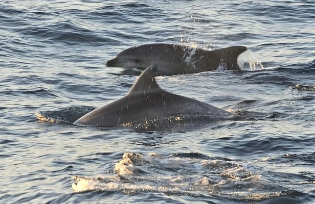Sunset boat tour to Brijuni National Park with dinner and dolphin watching