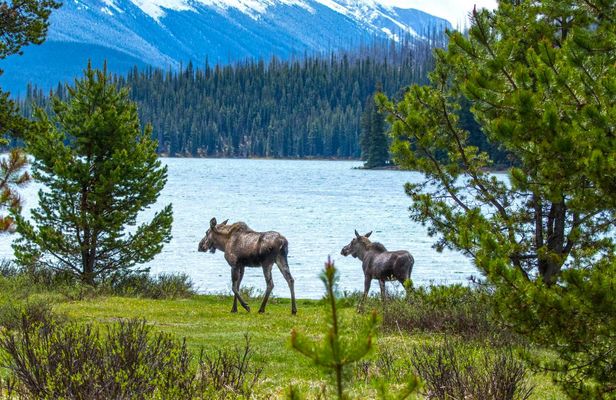 Maligne Valley wildlife and waterfalls tour with lakeside hike