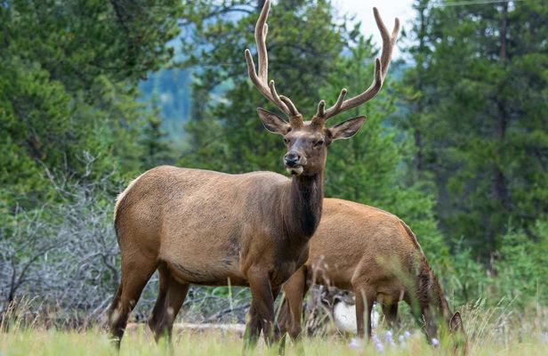 Wildlife search excursion in Jasper National Park