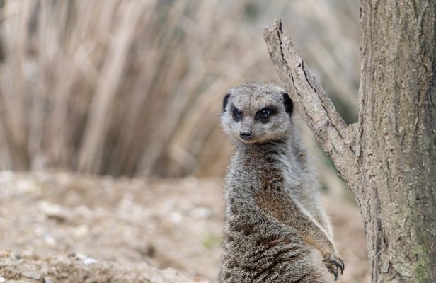 Safari experience from Sousse or Hammamet to Friguia Park