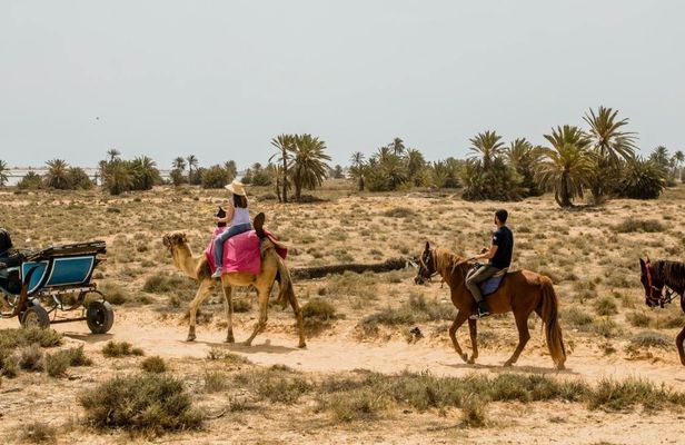 Camel, horse and carriage tour of Djerba's countryside