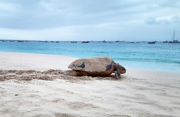 Turtle watching and family treasure hunt