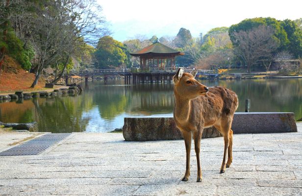Kyoto Full-Day Guided Bus Tour to Top Highlights with Tickets