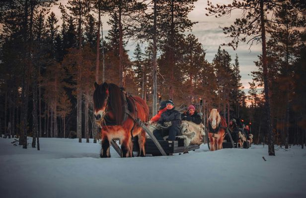 Winter horse-drawn sleigh ride with hot beverage in Trysil