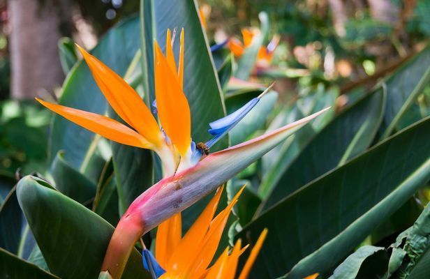 Half-day guided tour of Gran Canaria's volcanoes and vineyards