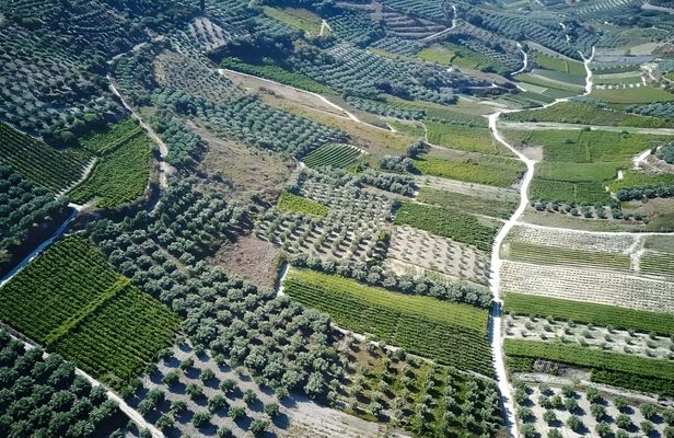 Douloufakis Winery and Asimiri Vineyard guided tour with tastings