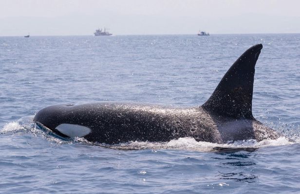 Tarifa 3-hour whale watching tour and orcas search