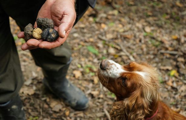 Truffle hunting and tasting in San Gimignano with lunch