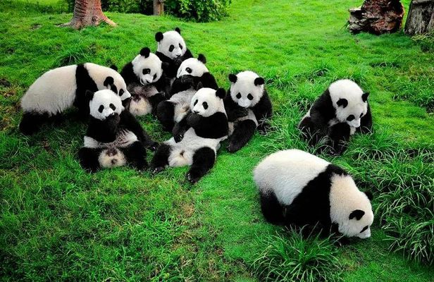 Panda Base and city highlights private day tour in Chengdu