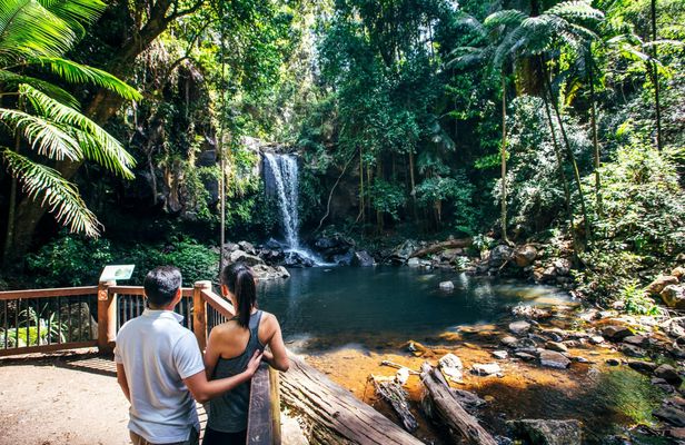 Guided rainforest tour on Tamborine Mountain and produce tastings