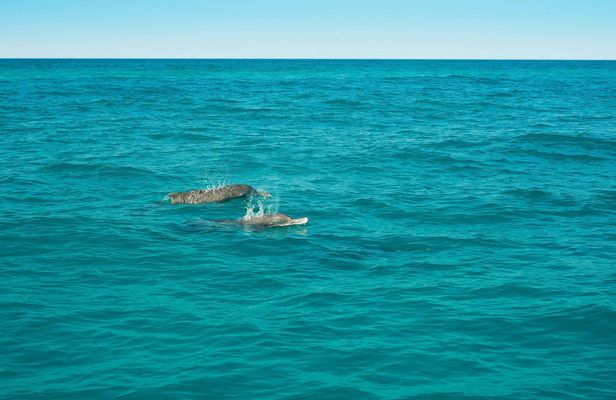 Morning speedboat tour and Papagayo Beach visit – ticket only