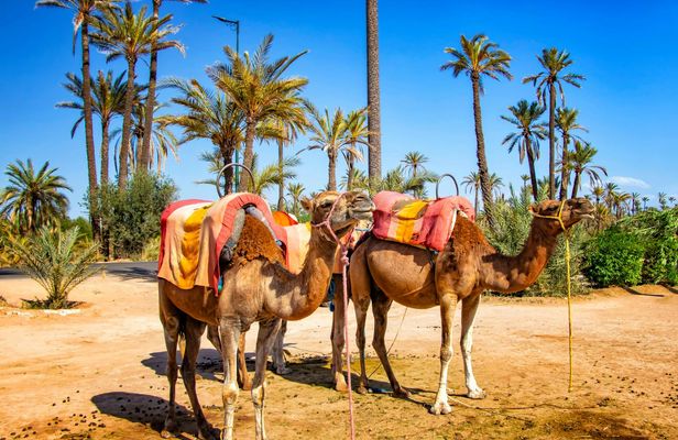 Marrakech camel ride in the palm grove