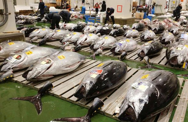 Toyosu tuna auction, seafood breakfast, and tsukiji stroll in Tokyo