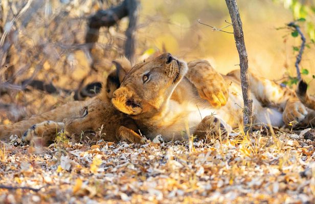 Nyerere National Park two-day budget safari from Zanzibar