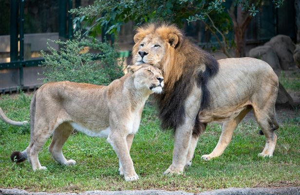 Houston Zoo Admission Ticket