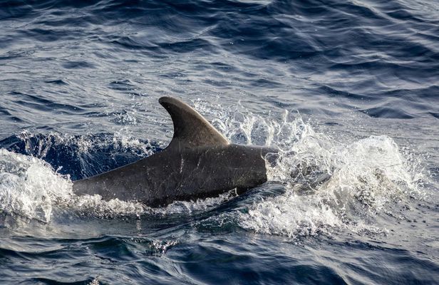 Dolphin spotting speedboat tour – ticket only