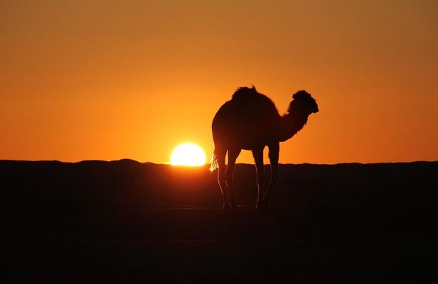 Wild bivouac desert night from Djerba and Zarzis