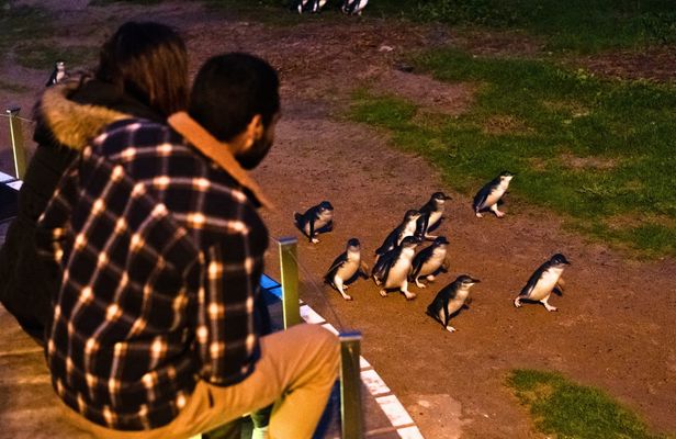Penguin Parade Express Guided Tour from Melbourne