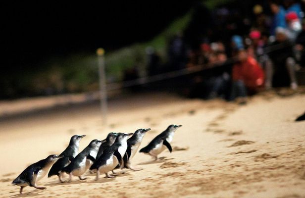 Phillip Island Penguin Parade small-group tour