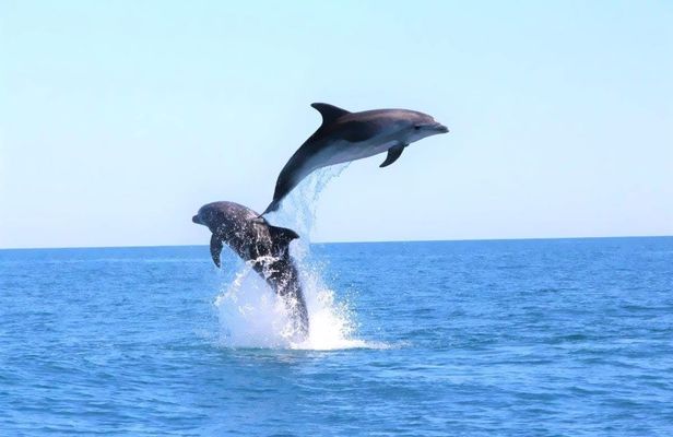 Boat tour and dolphins watching