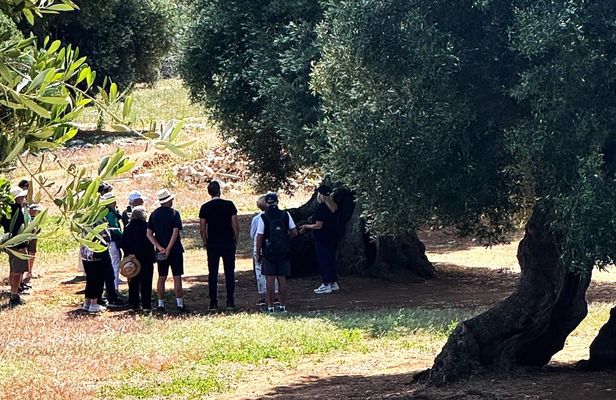 Olive oil tasting at a family-run mill in Ostuni
