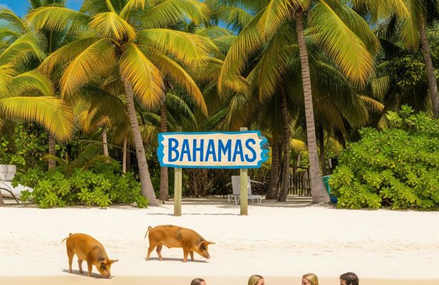 Grand Bahama tour with optional Pig Beach visit