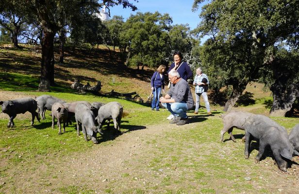 Jabugo Iberian Ham Route with Tasting and Guided Tour