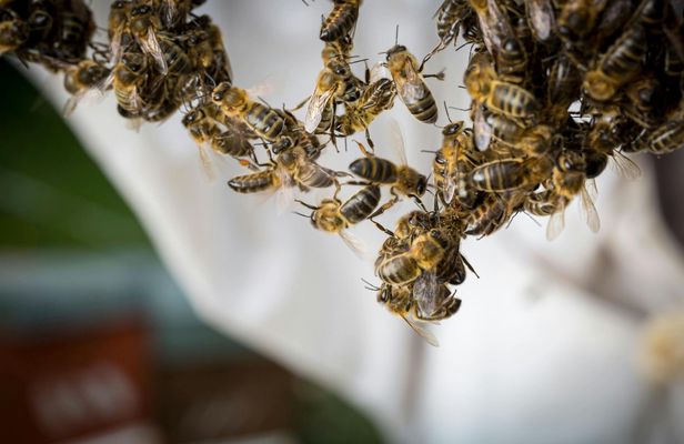 Guided beekeeping tour in Andorra with honey-tasting