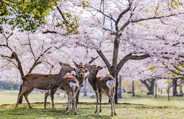 Full-day guided tour to Nara Park, Osaka and Kobe from Kyoto